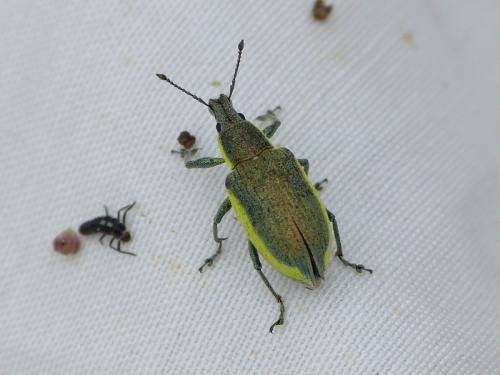 Réf. 233 842 : Chlorophanus viridis